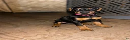 Doberman Pinscher dogs for sale: Pink Collar Dobie - Ad 7