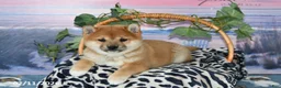 Shiba Inu dogs for sale: Billy Jo - Ad 1