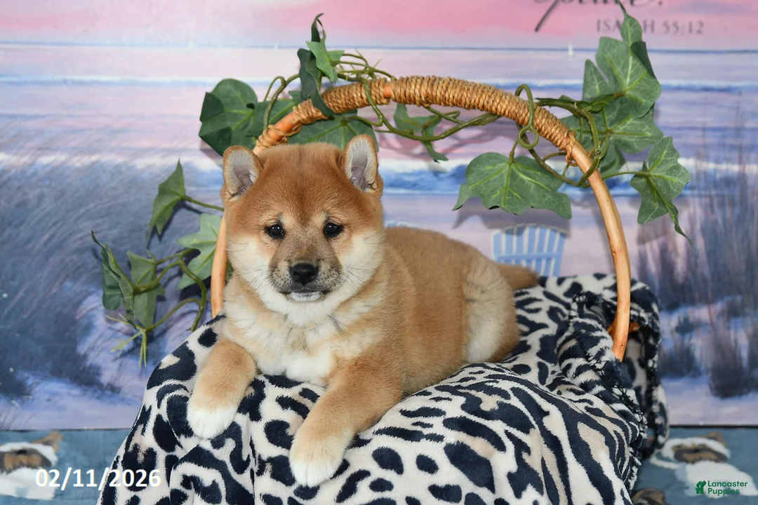 Shiba Inu dogs for sale: Billy Jo - Ad 1