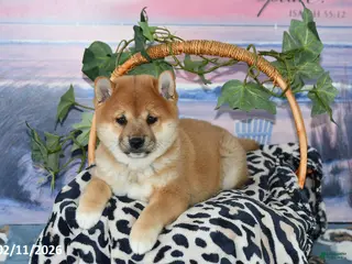 Shiba Inu dogs Billy Jo - Ad 14
