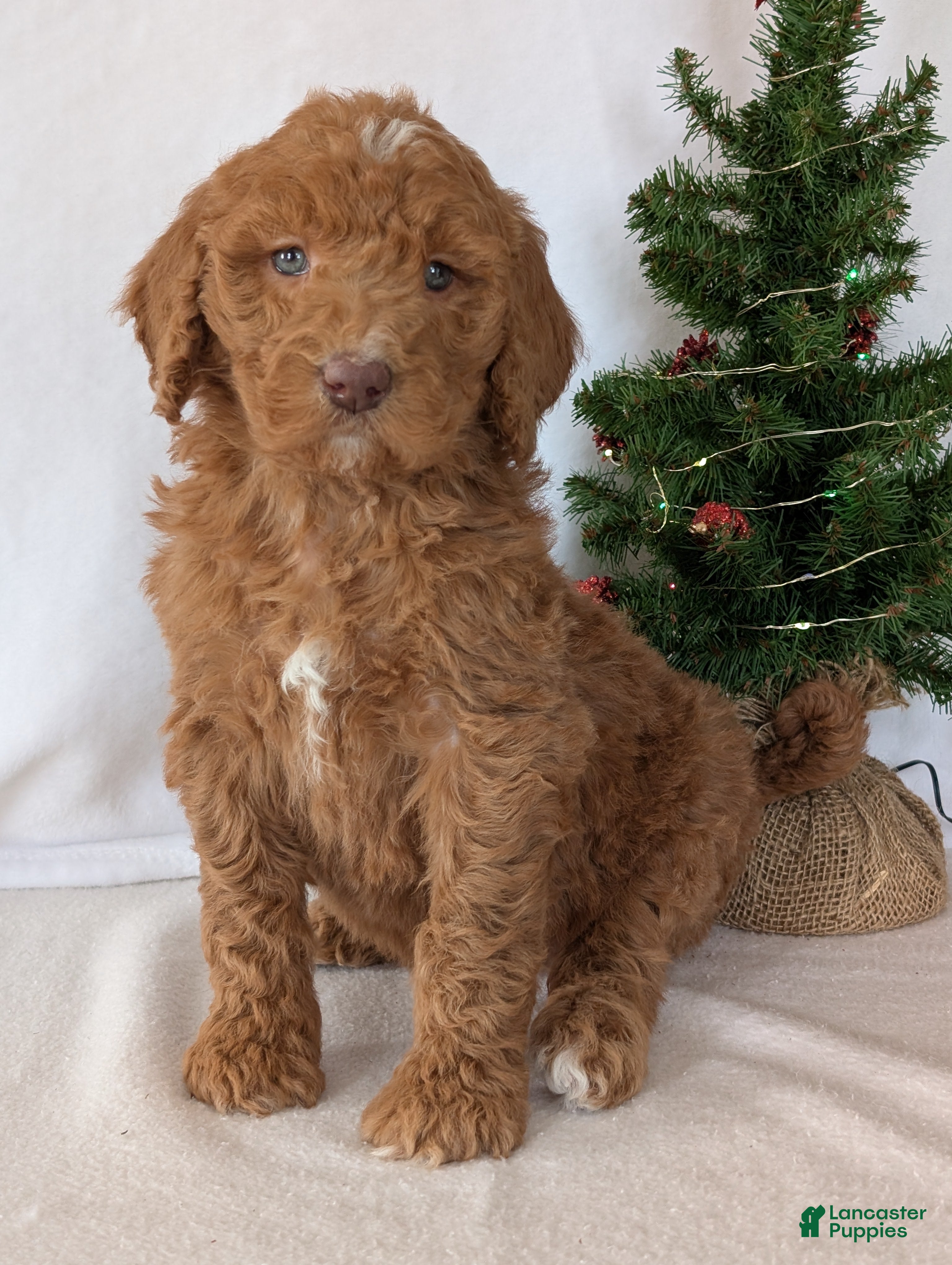Goldendoodle dogs Miss Gracie  - Ad 10