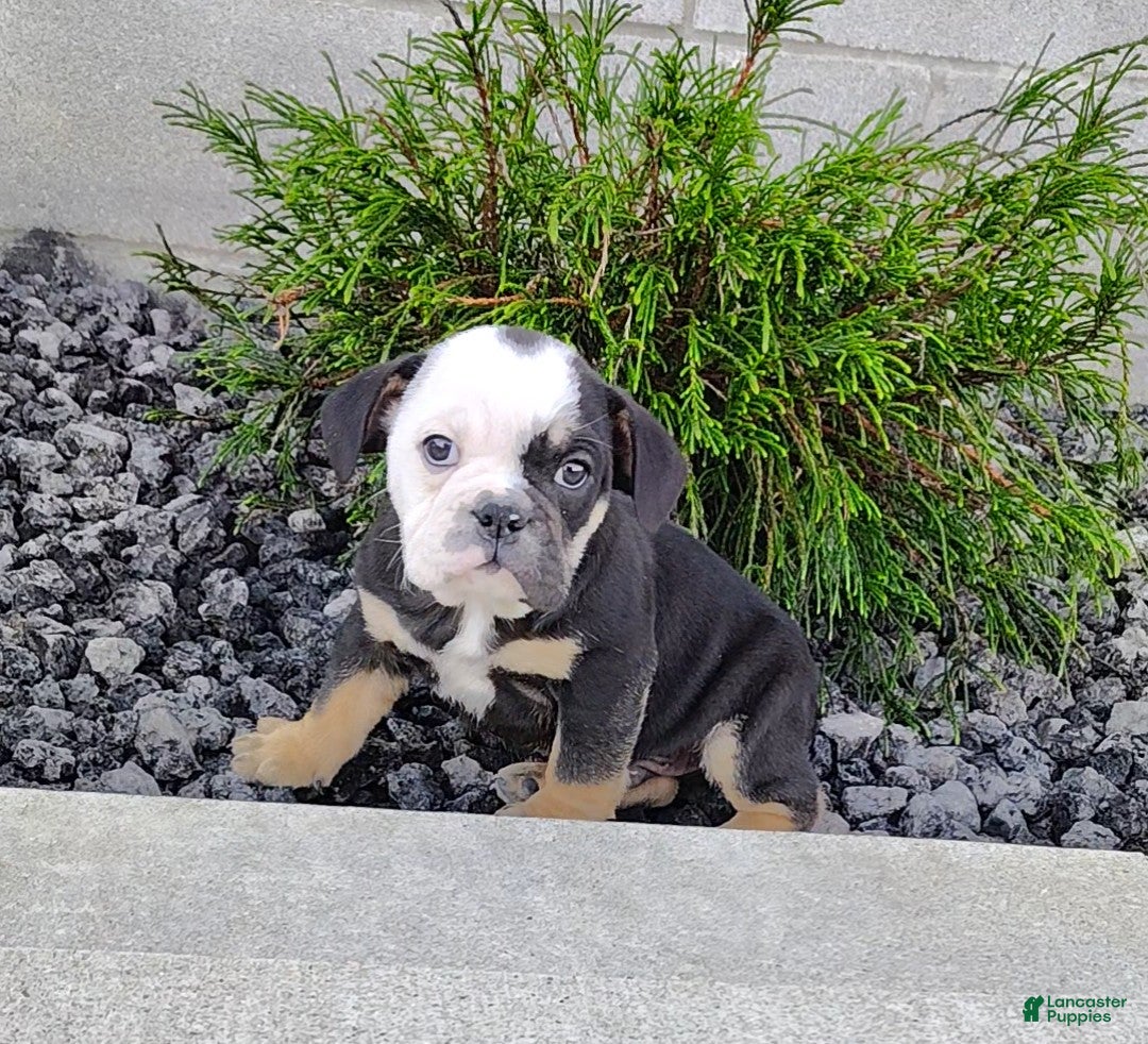 English Bulldog dogs Baxter - Ad 1