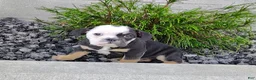 English Bulldog dogs for sale: Baxter - Ad 1