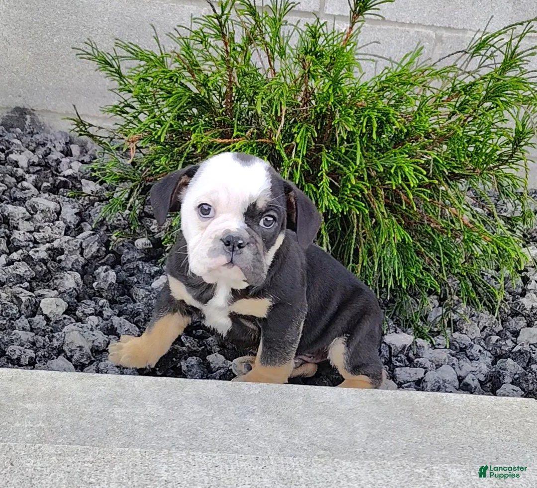 English Bulldog dogs for sale: Baxter - Ad 1