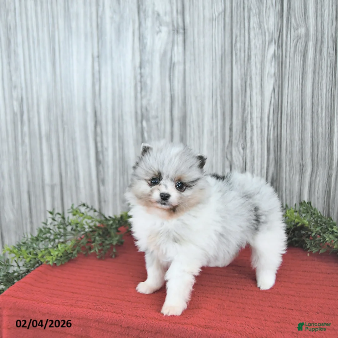 Pomeranian dogs for sale: Cameron - Ad 2