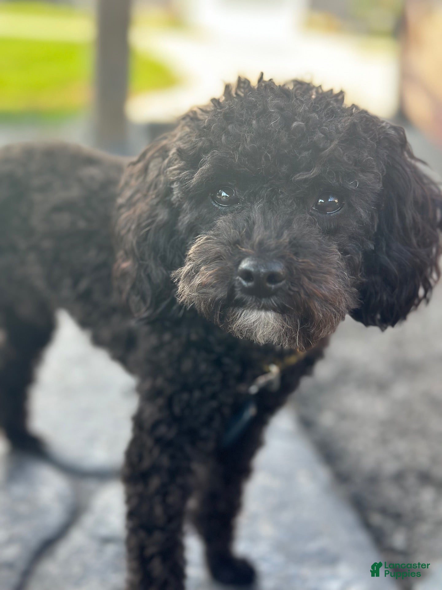 Toy Poodle dogs for sale: Toy Poodle 5 - Ad 4