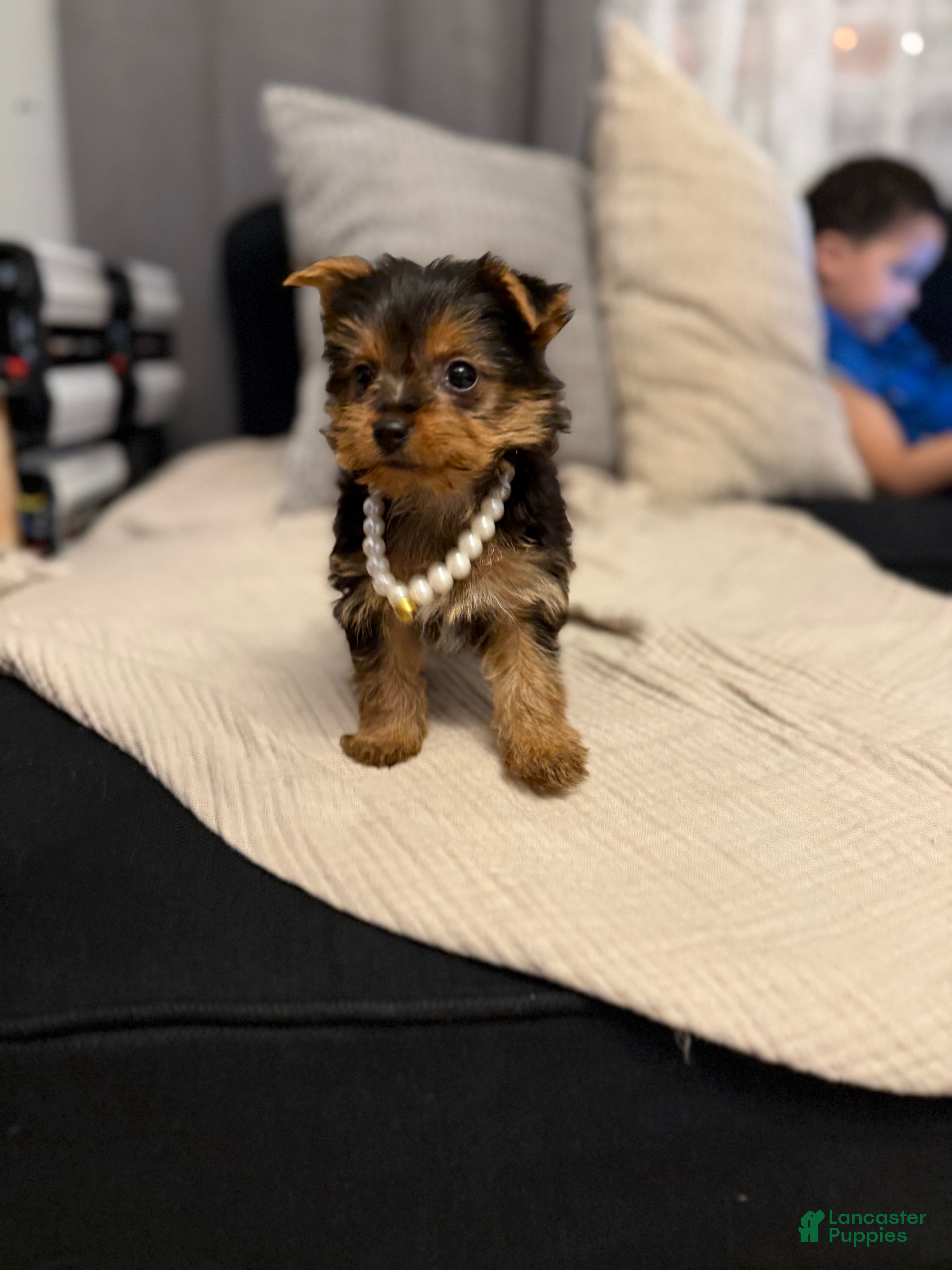 Yorkshire Terrier dogs Female Yorkie 5lbs full grown  - Ad 1