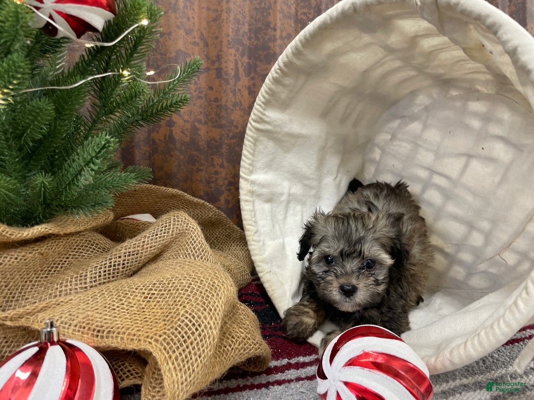 Shihpoo dogs for sale: Colter - Ad 7