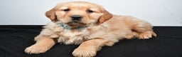 Golden Retriever dogs for sale: Jolene - Ad 6