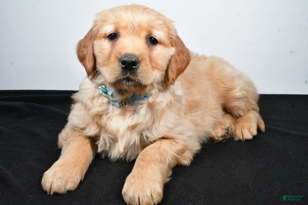 Golden Retriever dogs for sale: Jolene - Ad 6