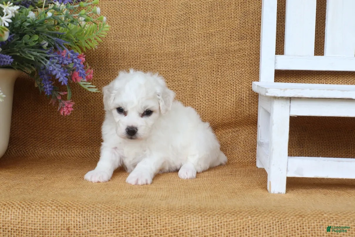 Bichon Frise dogs Ava - Ad 2