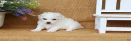 Bichon Frise dogs for sale: Ava - Ad 2
