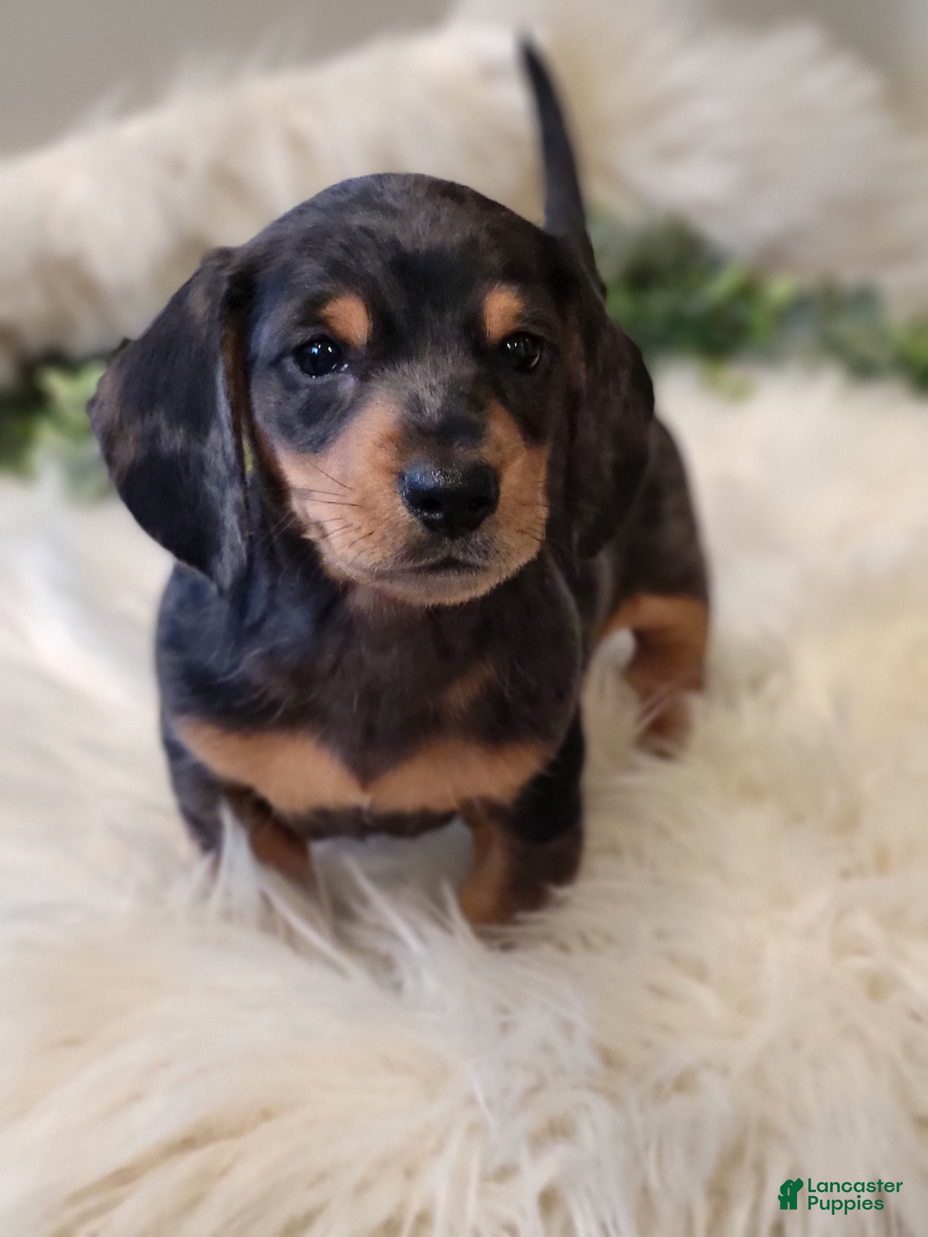 Miniature Dachshund dogs SMORES  - Ad 1