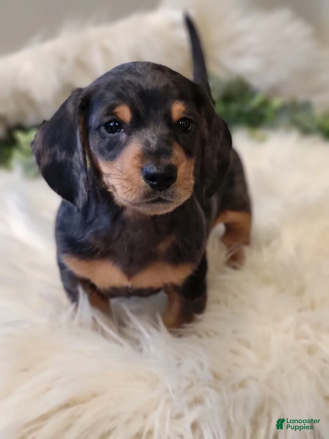 Miniature Dachshund dogs for sale: SMORES  - Ad 1