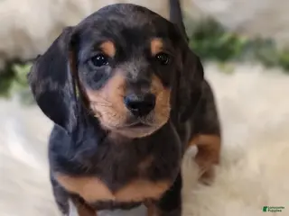 Miniature Dachshund dogs for sale: SMORES - Ad 3