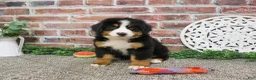 Bernese Mountain Dog dogs for sale: Star - Ad 7