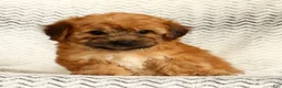 Yochon dogs for sale: Felicity - Ad 6