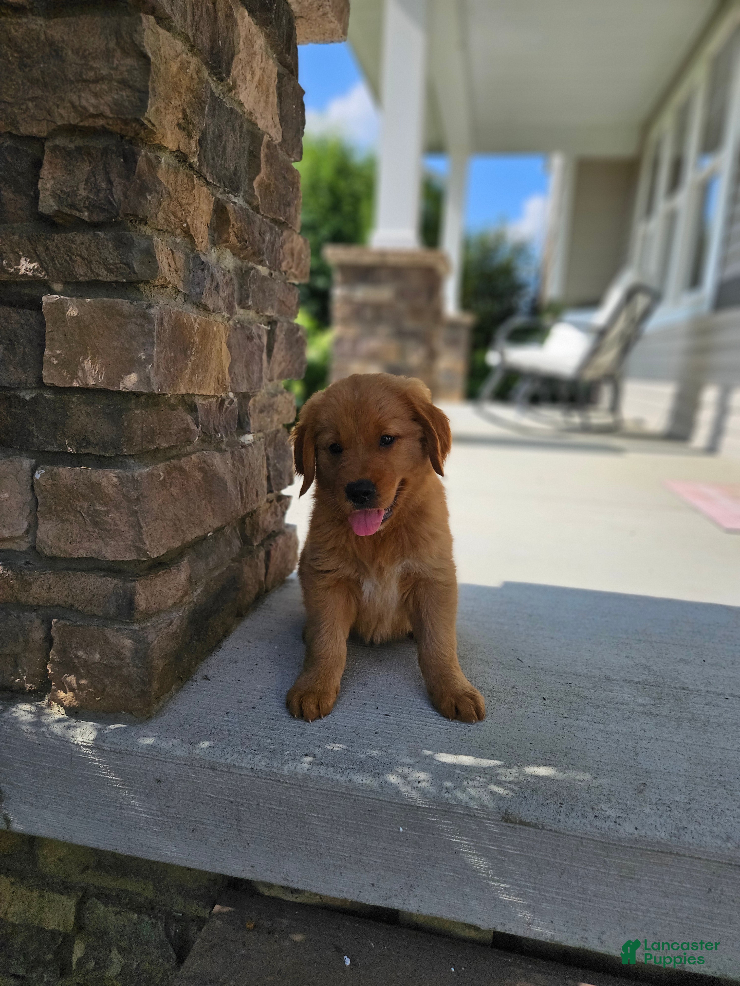 Golden Retriever dogs Dakota  - Ad 2