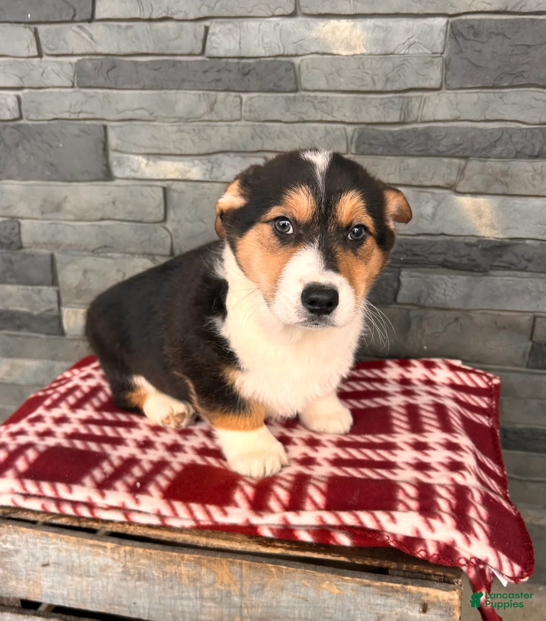 Welsh Corgi Pembroke dogs for sale: Cleo - Ad 2