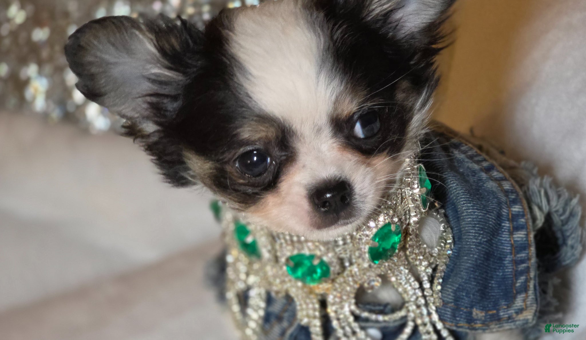 Chihuahua dogs Zane - Ad 22
