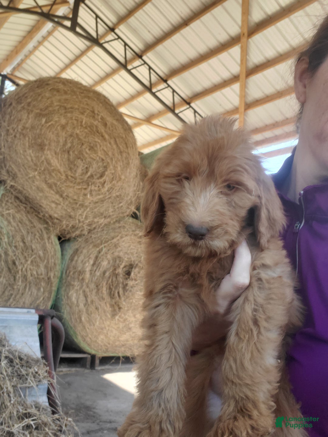 Goldendoodle dogs for sale: Rosie - Ad 3