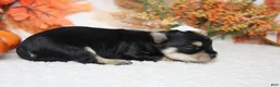 Morkie dogs for sale: Gretel  - Ad 8