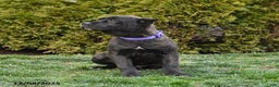 Cane Corso dogs for sale: Penny - Ad 4