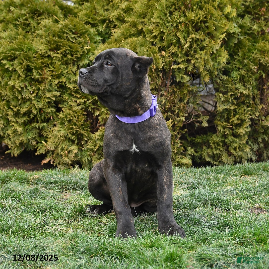 Cane Corso dogs for sale: Penny - Ad 4