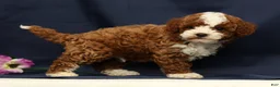 Cavapoo dogs for sale: Easton - Ad 3