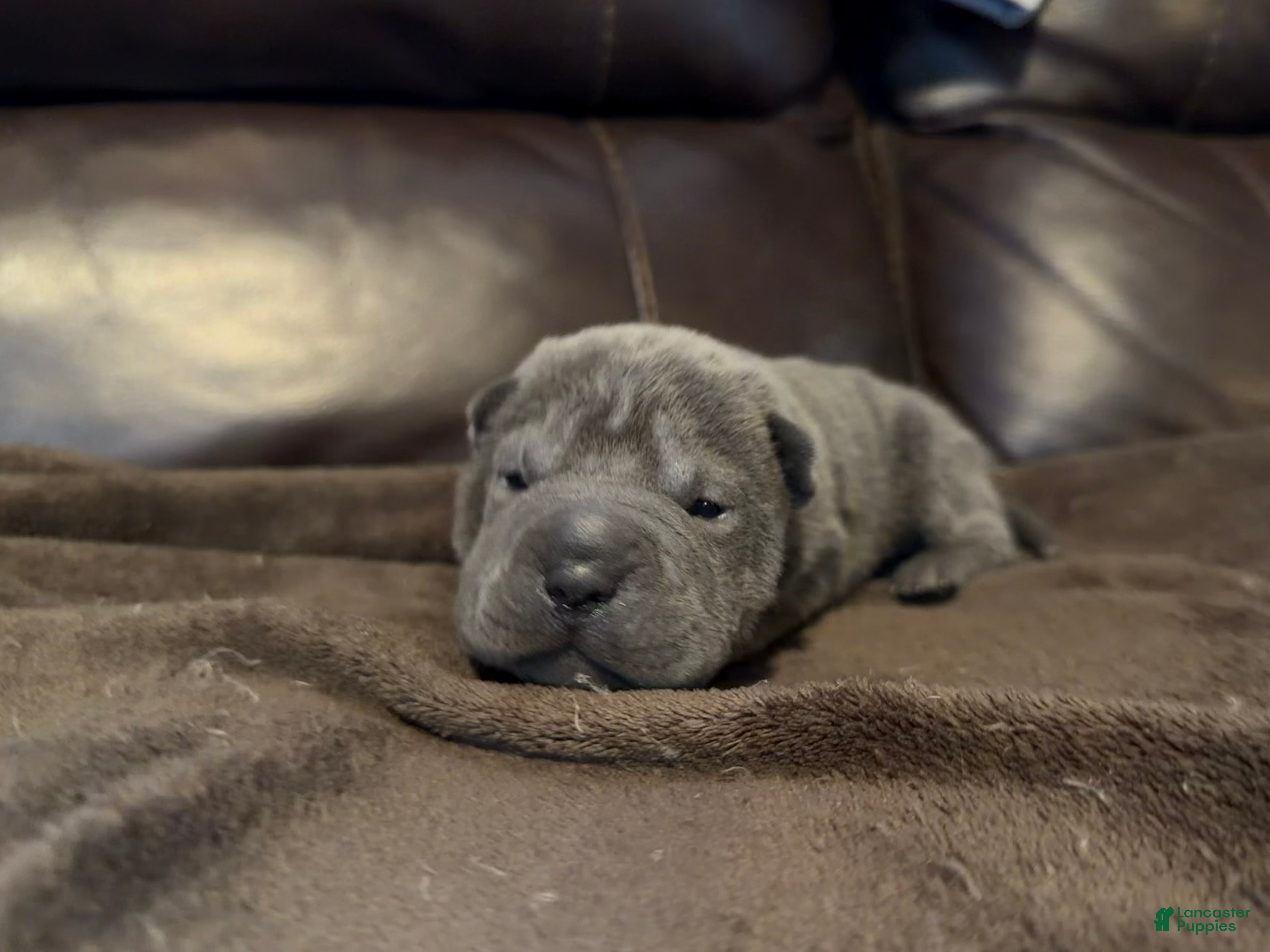 Shar Pei dogs Sylvia - Ad 10