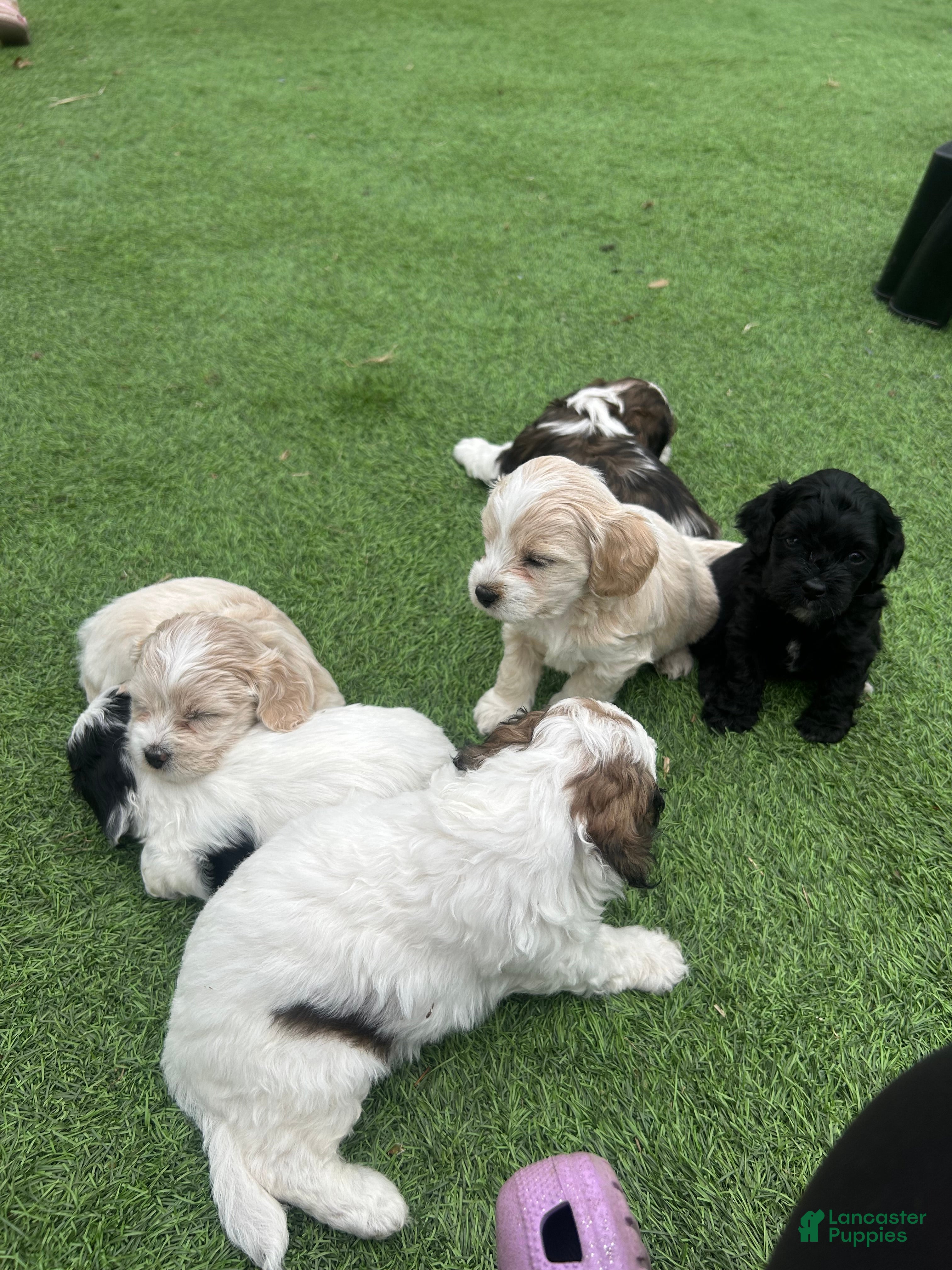 Mixed Breed dogs for sale: Mixed Breed Puppy 9 - Ad 2