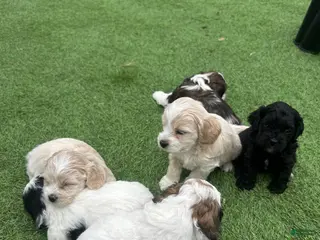 Mixed Breed dogs for sale: Mixed Breed Puppy 9 - Ad 2