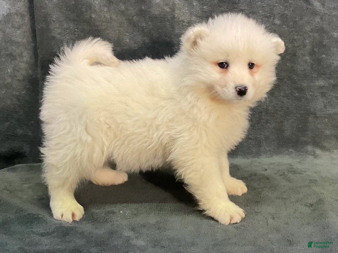 Samoyed dogs for sale: Sasha - Ad 3