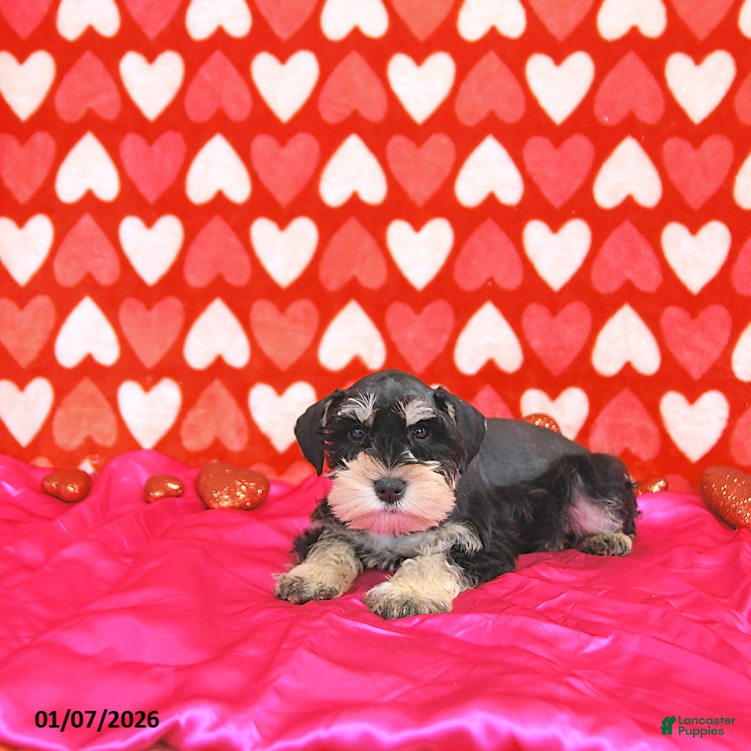 Miniature Schnauzer dogs for sale: Clark - Ad 5