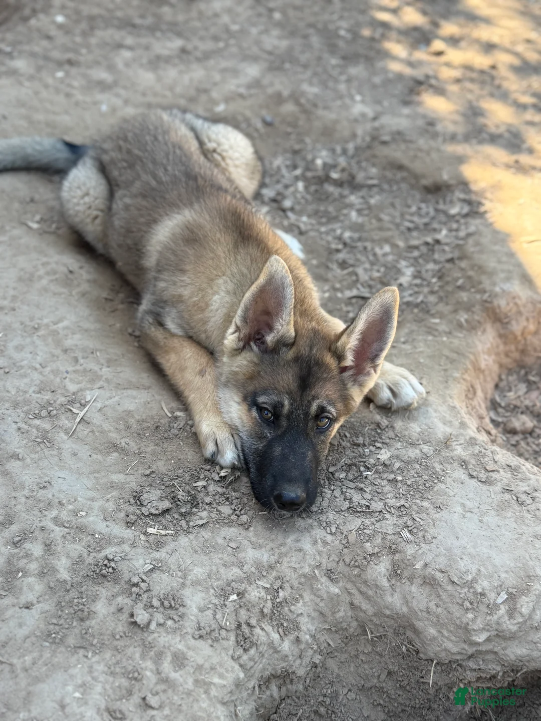 Gerberian Shepsky dogs for sale: Rogue - Ad 2