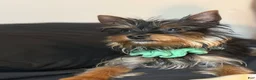 Yorkshire Terrier dogs for sale: Yorkshire Terrier 1 - Ad 8
