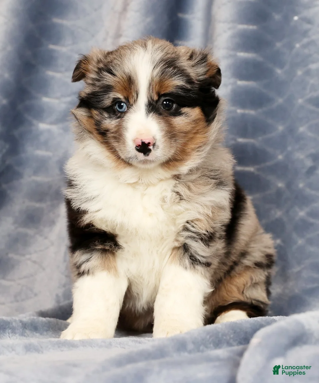 Miniature Australian Shepherd dogs for sale: Erin - Ad 6