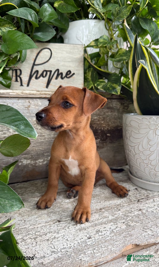 Mixed Breed dogs for sale: Jackson - Ad 2