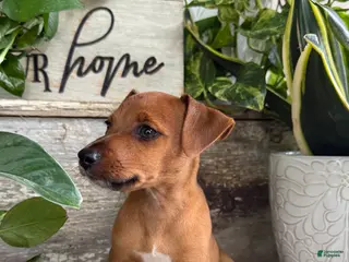 Mixed Breed dogs Jackson - Ad 6