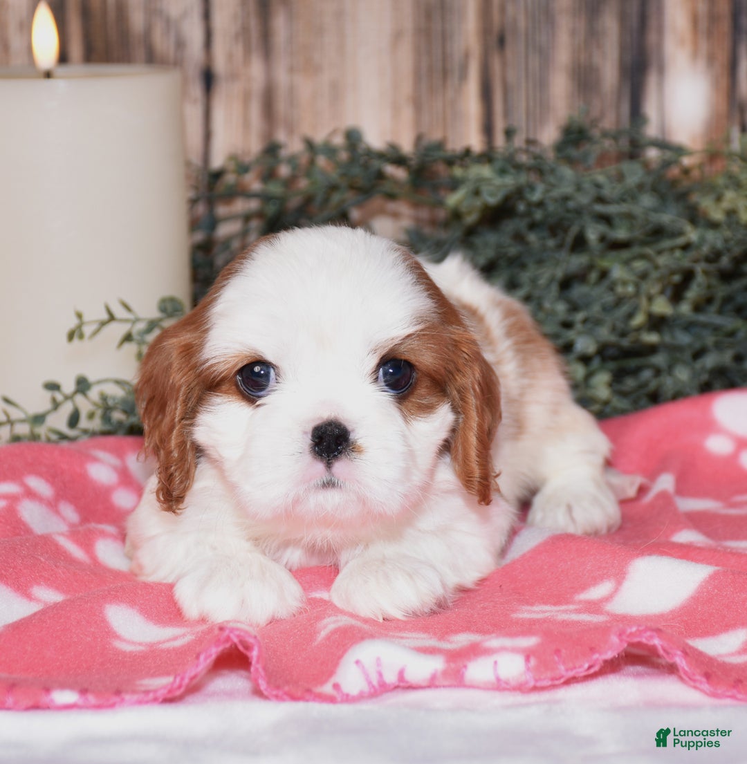 Cavalier King Charles Spaniel dogs for sale: Axel - Ad 8