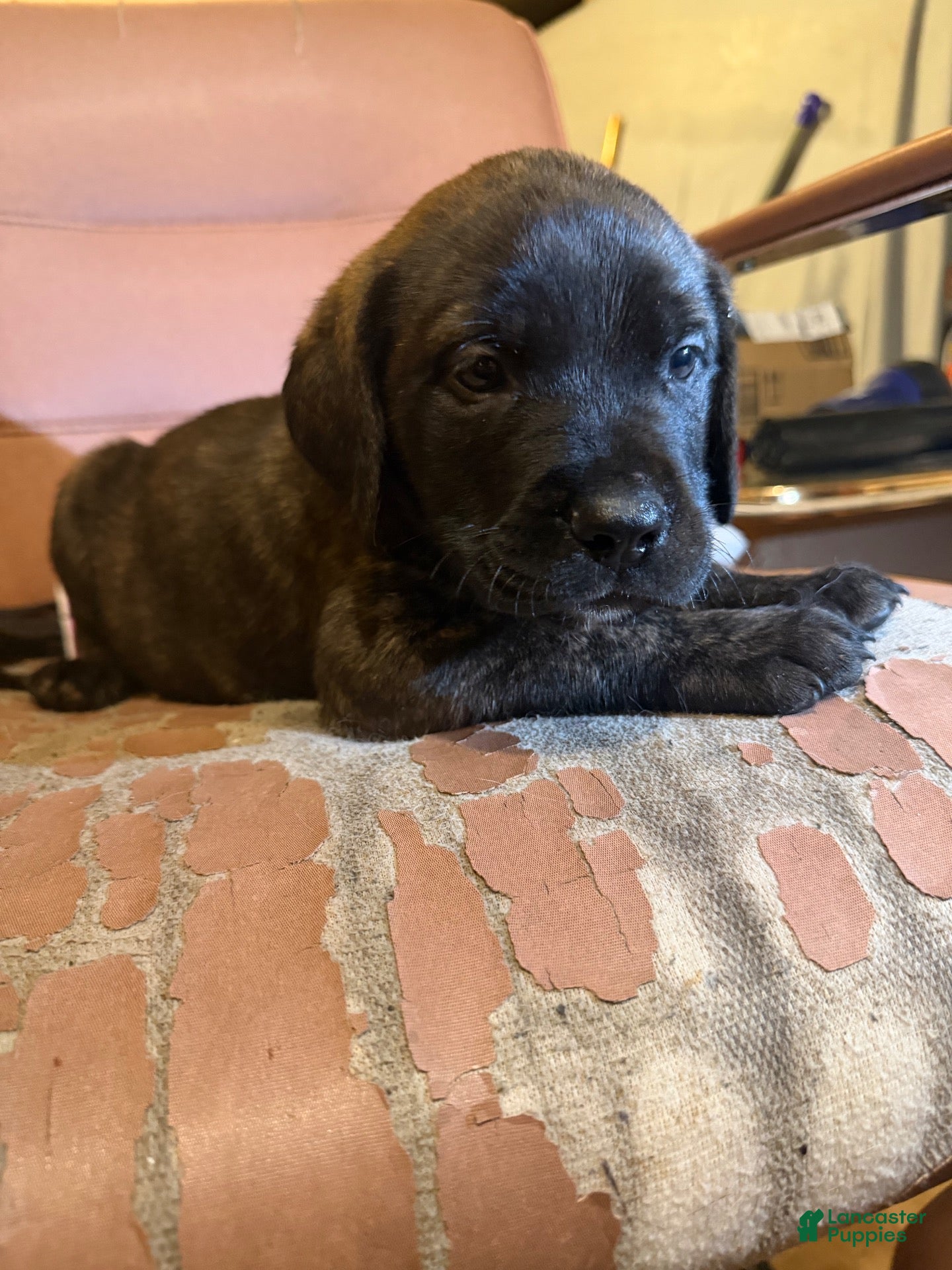 Mixed Breed dogs for sale: Puppy 3 - Ad 4