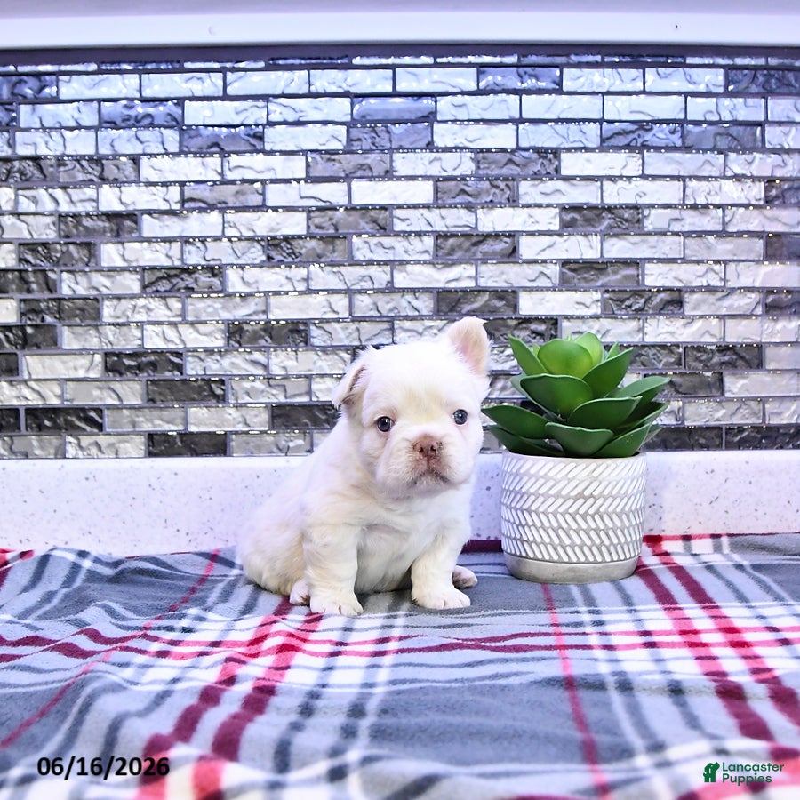 French Bulldog dogs Pierre - Ad 2