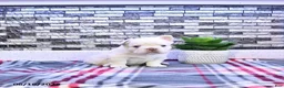 French Bulldog dogs for sale: Pierre - Ad 2