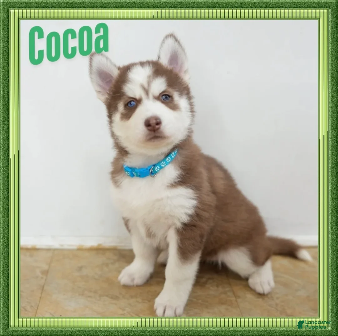 Siberian Husky dogs for sale: Cocoa - Ad 1