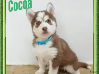 Siberian Husky dogs for sale: Cocoa - Ad 2