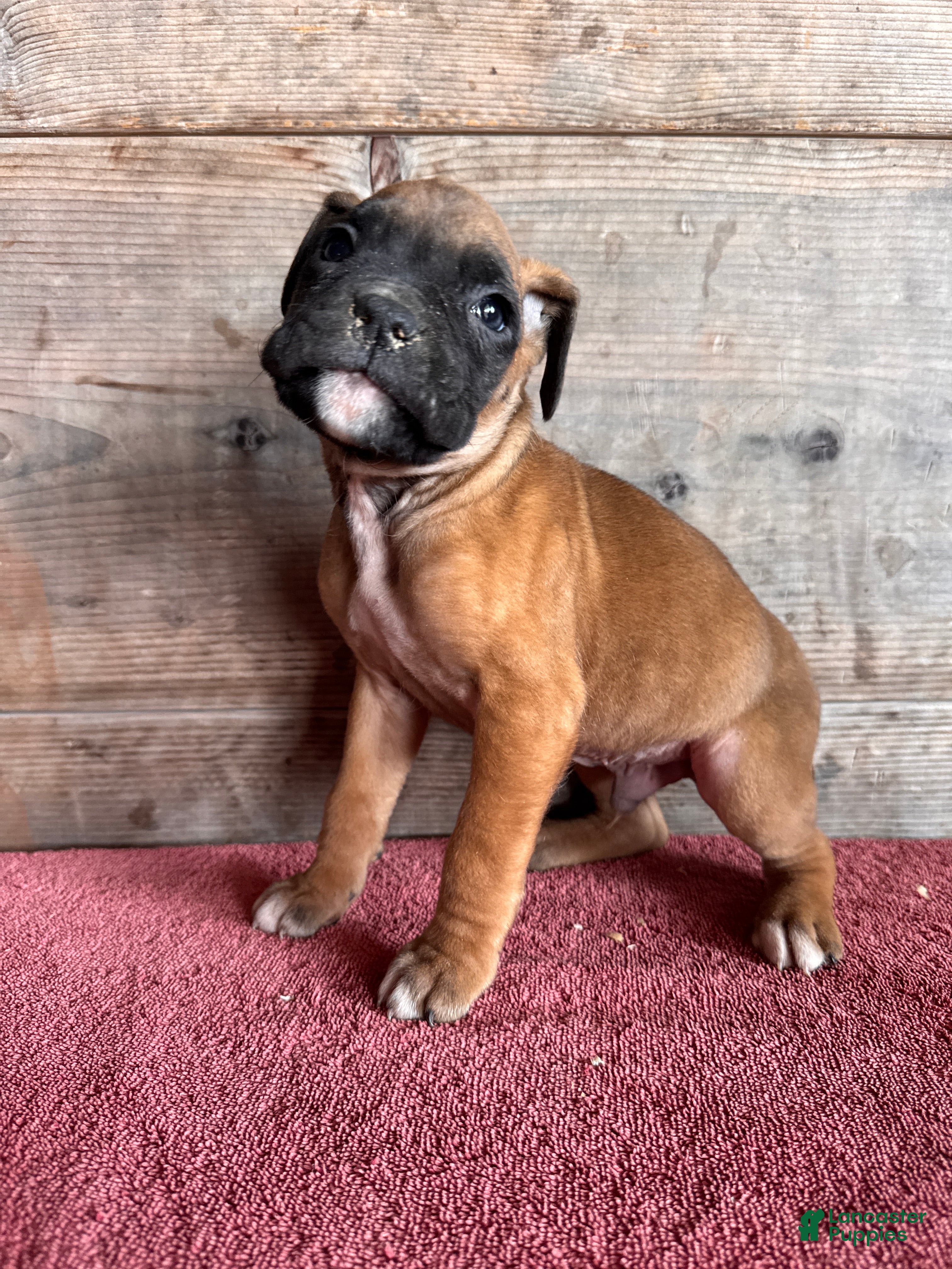 Boxer dogs Boxer Puppy 4 - Ad 2