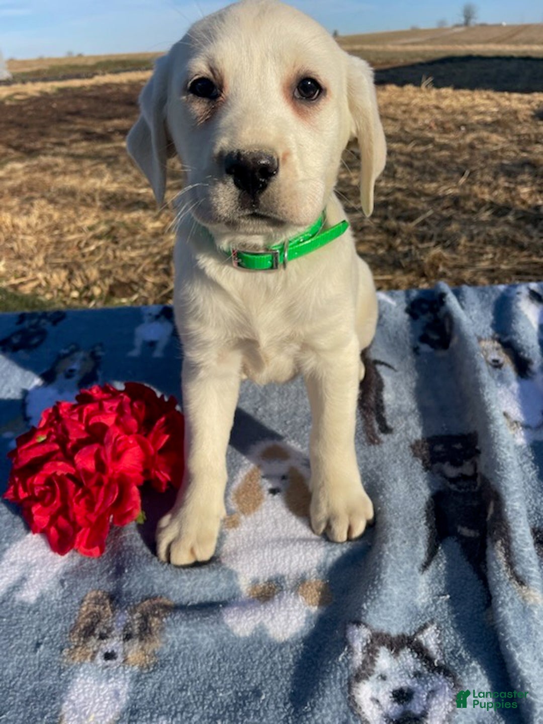 Labrador Retriever dogs for sale: Lily - Ad 3