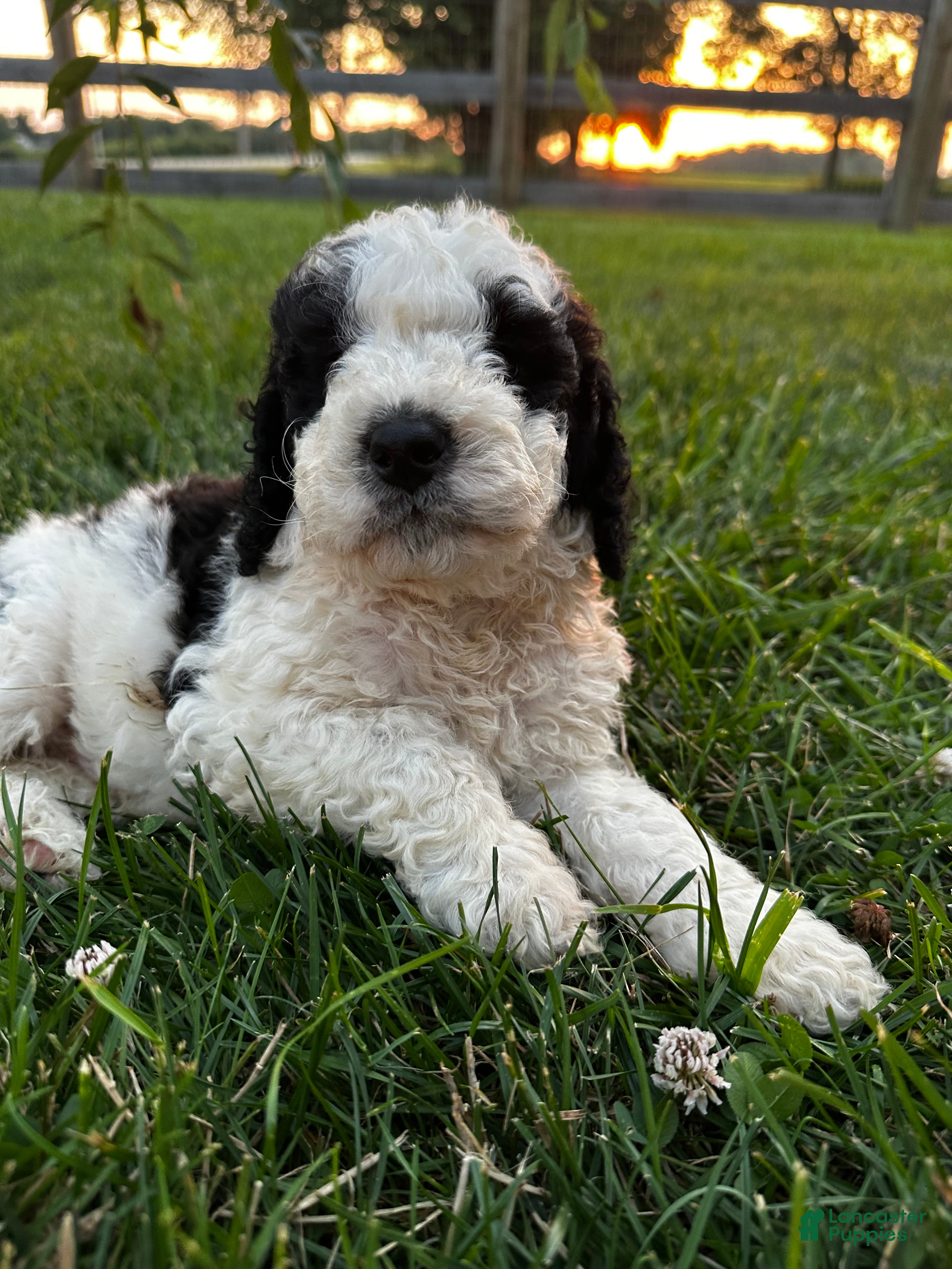Bernedoodle dogs Duckie - Ad 2