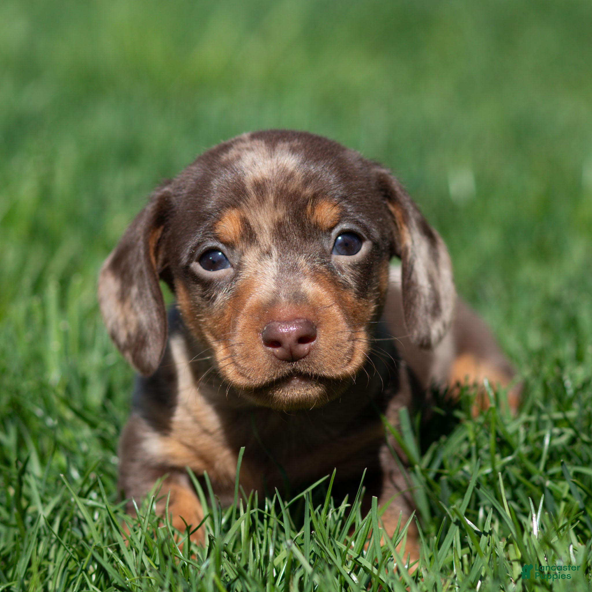 Miniature Dachshund dogs Theo Miniature Dachshund Puppy  - Ad 1