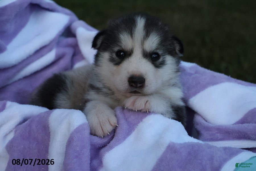 Alaskan Malamute dogs Glacier - Ad 1